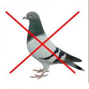 Devices against Birds
