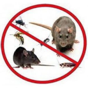 Ultrasonic Devices Against Rodents